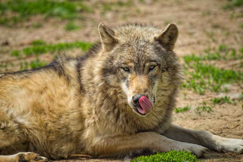 beige and gray wolf on the green grass
