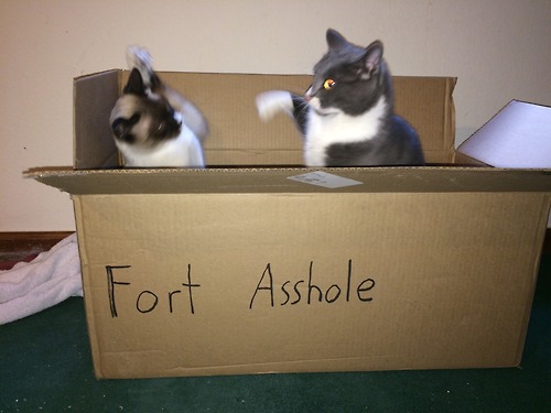 two-cats-one-box-fort-asshole